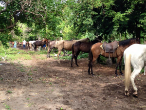 worldvets horses lined up