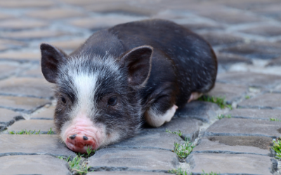 image for Mini-Pigs